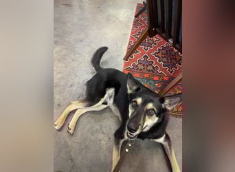 Chejs ein schwarzer Schäferhund - mischling als  treuer Wegbereiter!