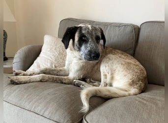 Sapphire (Spanien) - superfreundliche Mischlingshündin