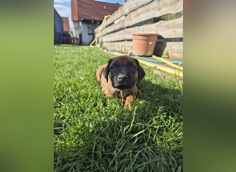Ridgeback Welpen