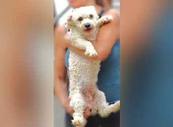 Bilbo, Bichon Frisé Mischling