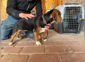 Nelly, geboren 25.12.2024, 29cm sucht ihre Menschen