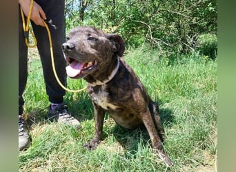 Ludwig 2, Staffordshire Terrier Mischling