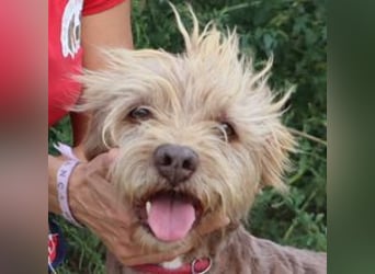 Curly, Mix Podengo / Labradoodle, lieb und sozial