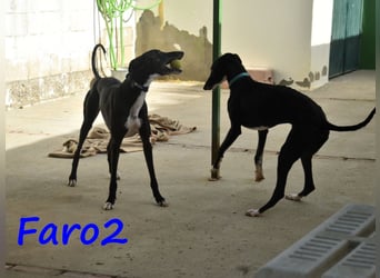 Faro2 05/2022 (in Deutschland) - verspielter und lieber, bezaubernder Galgo!