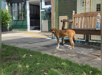 ♥PUMUCKL♥ auf Pflegestelle in Köln - zuckersüßer, sanfter, noch etwas unsicherer Junghund 41 cm