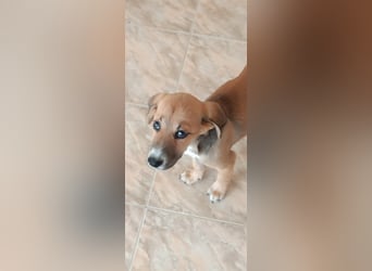 Ciana - Junghund sucht Happy End