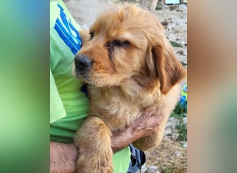 LEO❤️ junger, verschmuster Chow-Chow-Retriever-Mischlingsbub