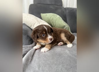 Mini Australien Shepherd Welpen