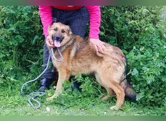 Bea, Mix Collie / Schäferhund, lieb und verträglich