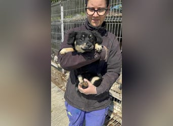 Kleine Trix sucht ihr Glück