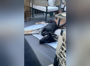 Liebenswerter, intelligenter Schäferhund sucht sein für-immer zu Hause