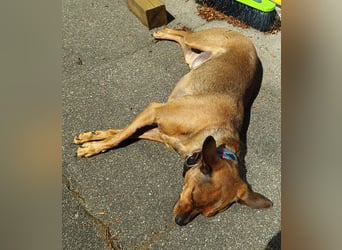 Zwergpinscher Rüde, freundlich, gut sozialisiert, gehorsam, stubenrein sucht ruhiges Heim