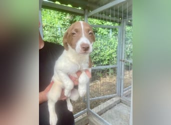Romy - lebhafte, aktive, freundliche junge Hündin / z.Zt. noch in Rumänien