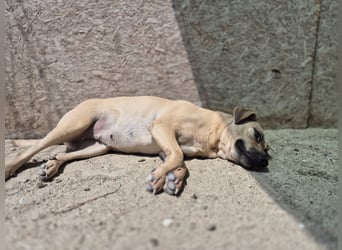 MELINA, Hündin, 3 Jahre, 48 cm, Mischling, Tierschutz