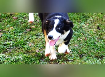 Verkaufe Reinrassige Border Collie Welpen