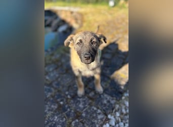 Sirius - Welpen-Wirbelwind-Alarm! (53947 Nettersheim)