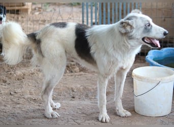 Drea, geb. ca. 09/2020, lebt in GRIECHENLAND, auf einem Gelände, Hunde werden notdürftig versorgt