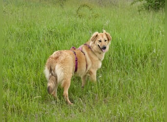 Sally sucht ein liebevolles Zuhause