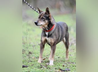 Lacika, 4 Jahre jung, 45 cm, sucht sein Zuhause