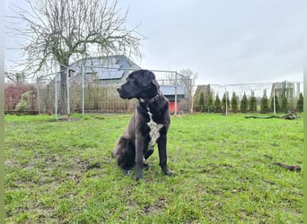 Ein neues Zuhause für den lieben Balu gesucht