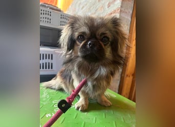 Odett, 1 Jahr, 25cm sucht ihre Leute