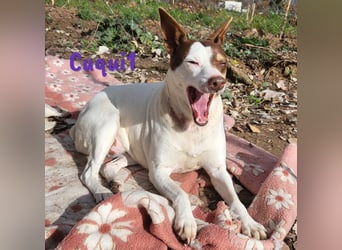 Cuqui1 06/2019 (ESP) - entspannte und liebe kleine Ratonero Bodeguero Andaluz Hündin!