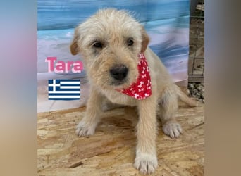 Tara, geb.01/25 - aufgeschlossenes Hundemädchen sucht ihre Familie