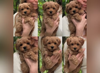 Maltipoo Welpen 10 Wochen