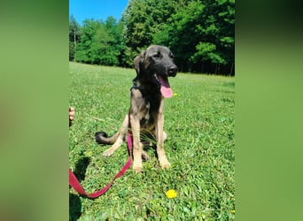 Toby junger Schäferhund Mischlingsrüde Mischling Rüde Junghund sucht Zuhause oder Pflegestelle