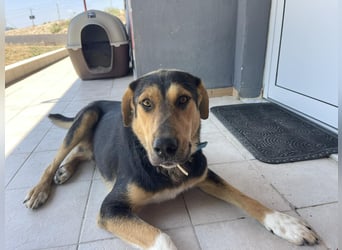 Zoris - Ein Herz auf vier Pfoten sucht sein Zuhause oder Pflegestelle!