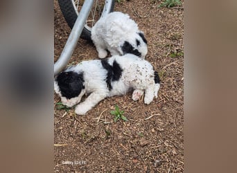 Spanische Wasserhund Welpen reinrassig
