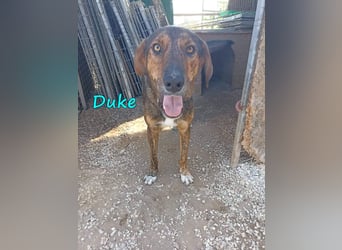Duke 02/2021 (GRC) - dringend Pflegestelle oder Zuhause gesucht!