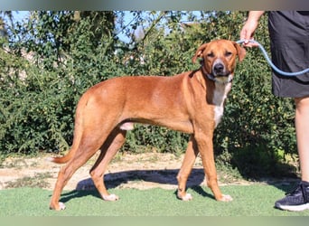 Arthur, Mix Labrador / Podengo