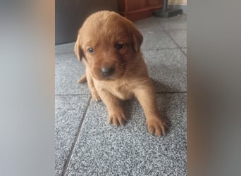 Zauberhafte Labradorwelpen, foxred