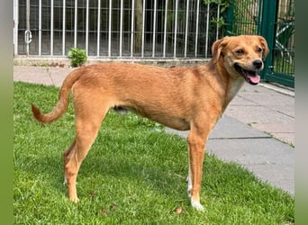 ♥PUMUCKL♥ auf Pflegestelle in Köln - zuckersüßer, sanfter, noch etwas unsicherer Junghund 41 cm