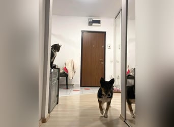 Hübsche Jo sucht ihr eigenes Körbchen
