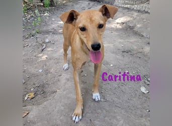 Caritina 02/2024 (ESP) - bezaubernde Podenco-Mix Junghündin!
