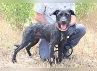 Costa, Mix Schnauzer / Podengo, lieb und sozial