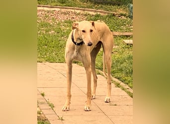 sanfter Galgo-Rüde Pantu (Tierschutz)