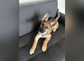 Wunderbare Deya sucht liebevolles Zuhause