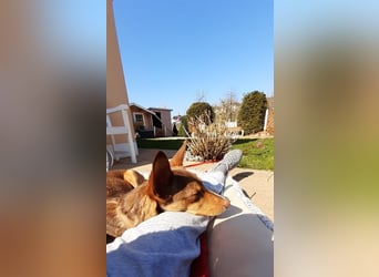 Zimt hat einen zarten, liebevollen Charakter