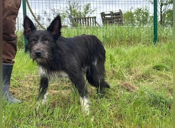 Zorro, geboren 25.09.2024, 40cm sucht sein Glück