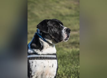Mozes-SI– Spezieller Hund sucht spezielle Menschen!