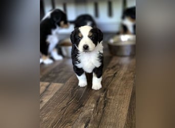 Mini Aussie Babys / Mini American Shepherds aus Liebevoller Aufzucht
