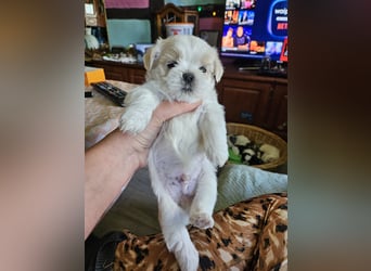 Shih Tzu Mix Welpen vom 18.03.25