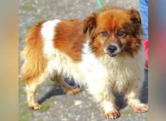 Peki, Mischling