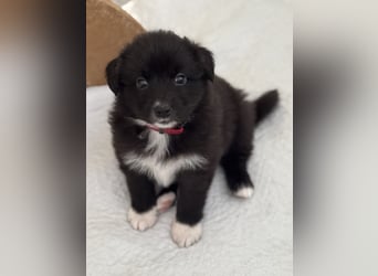 Australian Shepherd Welpen in  Black Bi