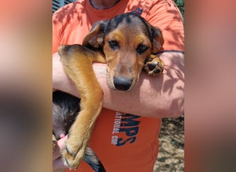 Bimini Welpe Jagdhund Mischling Rüde sucht Zuhause oder Pflegestelle