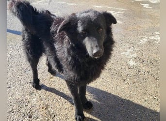 LENZI❤️unser kroat. Schäferhund-Mix-Rüde ist ein wahrer Sonnenschein!