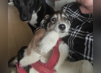 Linda, Traumhündin sucht Traumzuhause, PS in 94078 Freyung